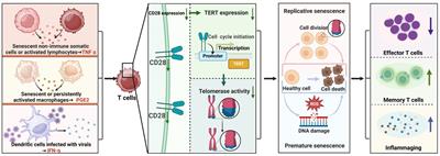 Deciphering the impact of TERT/telomerase on immunosenescence and T cell revitalization